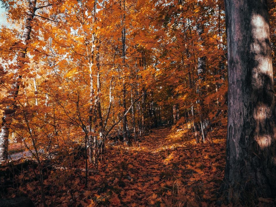A trail through a forest of orange and gold autumn leaves