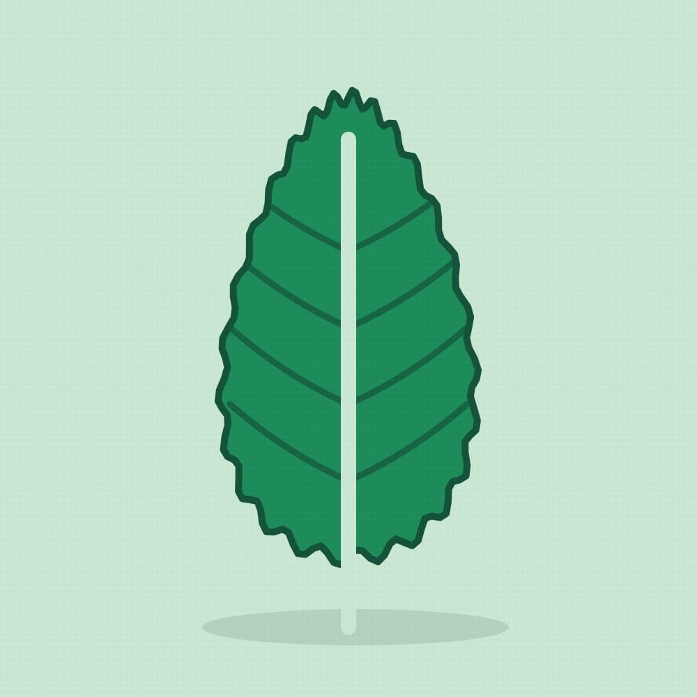 A big green kale leaf