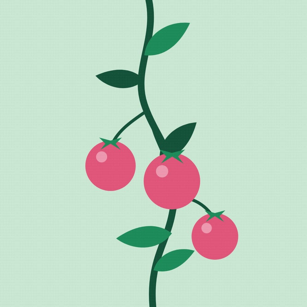 A tomato vine with three small tomatoes